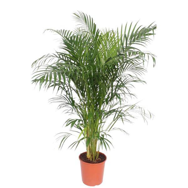 Goldfruchtpalme Dypsis Lutescens – Areca-Palme – 150cm hoch – Ø30cm – Tropische Zimmerpflanze mit federartigen Blättern – Pflegeleicht & dekorativ – Für Wohnzimmer, Büro & Innenräume