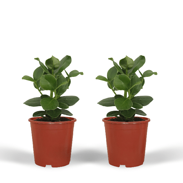 Signaturbaum - Clusia Princess - Zimmerpflanze - Ø12cm - ↕15cm - 2 Stück