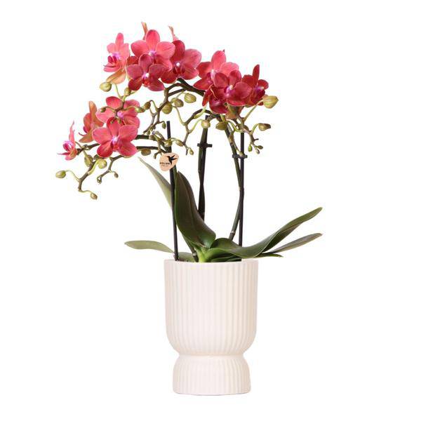 Rosa Phalaenopsis Orchidee - Congo + Diabolo travertine - Topfgröße Ø9cm - blühende Zimmerpflanze