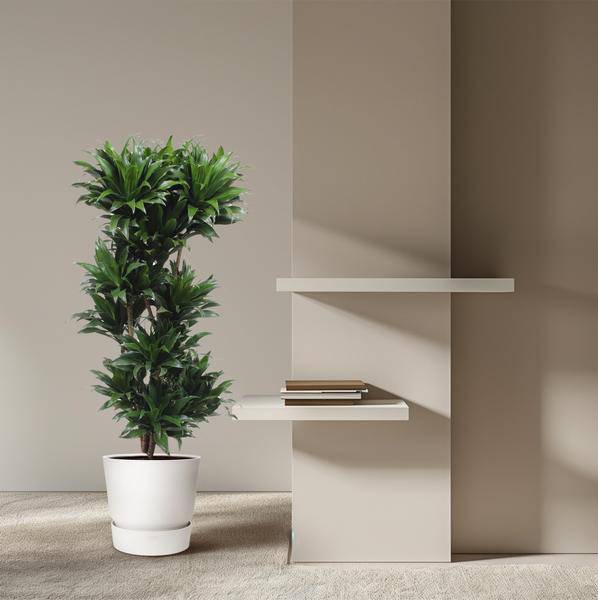 Drachenbaum - Dracaena Compacta - Zimmerpflanze - 140cm - ø30cm
