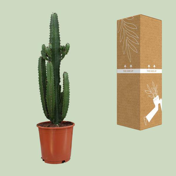Kaktus 'Dreikantige Wolfsmilch' - Euphorbia Trigona Rubra - Zimmerpflanze - Ø24cm - ↕90cm
