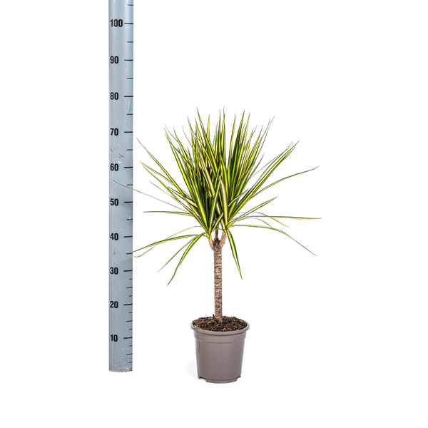 Dracaena Marginata Sunray – Drachenbaum – Zimmerpflanze – Ø17 cm – ↕60-80 cm – Grüne & gelbe Blätter, pflegeleicht