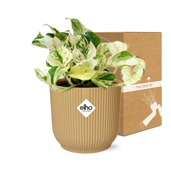Efeutute - Epipremnum Pinnatum Happy Leaf - Zimmerpflanze + Topf Vibes Fold 14cm Gelb