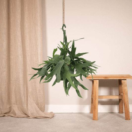 Geweihfarn – Platycerium - Hirschhornfarn – Zimmerpflanze – Ø21 cm – ca. 50 cm hoch – Hängepflanze & Wanddeko – Pflegeleicht & dekorativ – Für helle Standorte