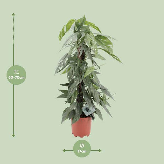 Efeutute - Epipremnum Cebu Blau - Zimmerpflanze - Ø17cm - ↕65cm