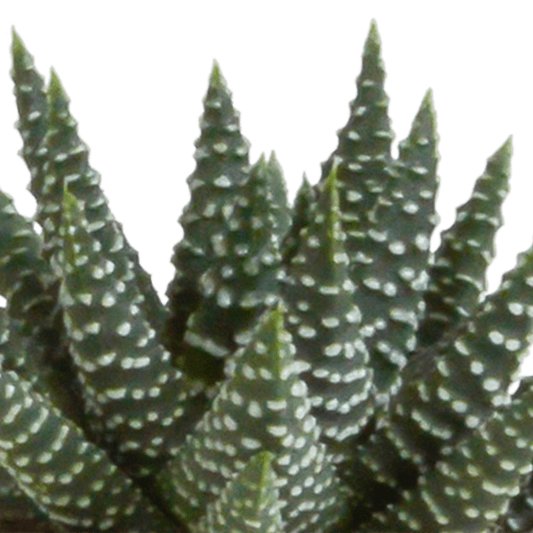 Sukkulente - Gasteria/Haworthia - Mix 5,5cm - Zimmerpflanze - 5 Stück