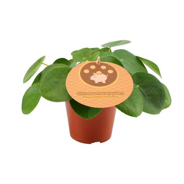 Chinesischer Geldbaum - Pilea Peperomioides - Zimmerpflanze - Ø12cm - ↕20cm