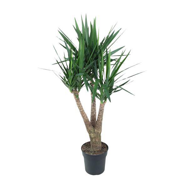 Riesen-Palmlilie - Yucca Elephantipe - Zimmerpflanze - 150 cm - ø31cm