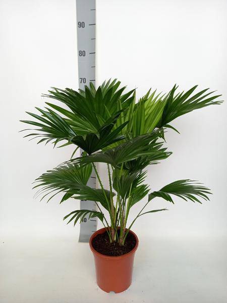 Schirmpalme - Livistona Rotundifolia - Zimmerpflanze - Ø17cm - ↕70cm