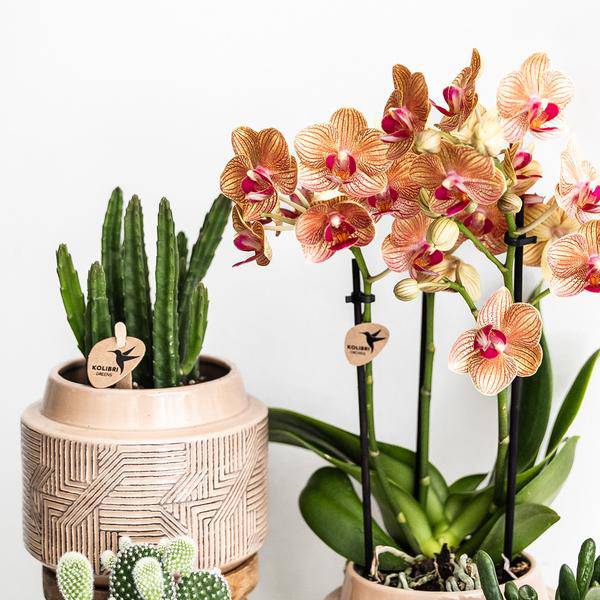 Sukkulente - Stapelia - Topfgröße Ø9cm - Zimmerpflanze - Ø9cm