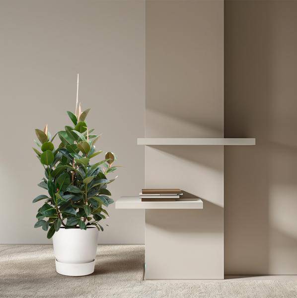 Gummibaum - Ficus Robusta - ZaGummibaum – Ficus Robusta – Zimmerpflanze 150cm – Ø38cm – XXL-Pflanze mit großen dunkelgrünen Blättern – Immergrüne Kübelpflanze für Wohnzimmer & Büro – Pflegeleichtimmerpflanze - 150cm - ø38cm