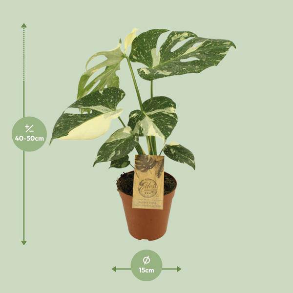 Fensterblatt - Monstera deliciosa 'Thai Constellation' - Zimmerpflanze - Ø15cm - ↕50cm