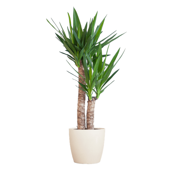 Yucca Elephantipes – Riesen-Palmlilie – Zimmerpflanze – ca. 90cm hoch – Ø21cm – In Übertopf Viber Weiß – Pflegeleicht & nachhaltig