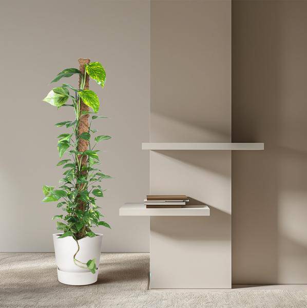 Efeutute - Epipremnum Pinnatum Moosstock - Zimmerpflanze - 150 cm - ø27cm
