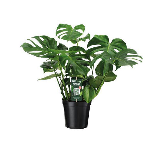 Monstera Deliciosa – Köstliches Fensterblatt – Zimmerpflanze – Ø21cm ↕65cm – Tropisches Flair – Pflegeleicht – Luftreinigend – Indoor Grünpflanze