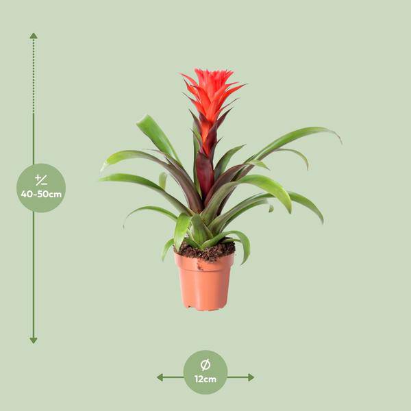 Bromelie - Guzmania Felsenblume Hope - Zimmerpflanze - Ø12cm - ↕43cm