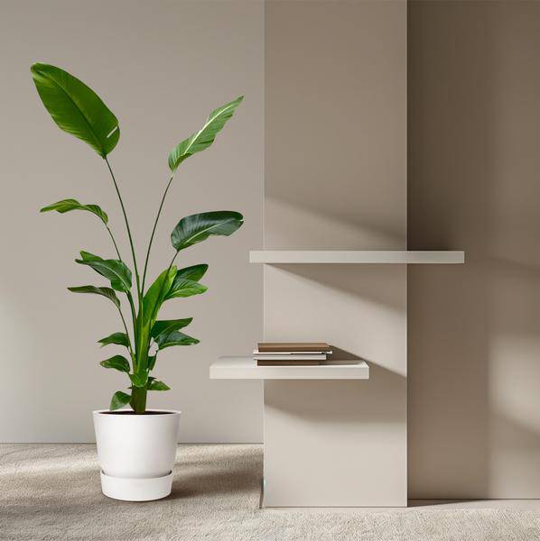 Baum-Strelitzie – Strelitzia Nicolai – Zimmerpflanze 175cm – Ø24cm – Weißer Paradiesvogel mit großen grünen Blättern – Exotische tropische Kübelpflanze für Innen & geschützte Außenbereiche