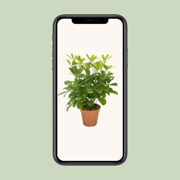 Strahlenaralie - Schefflera Nora - Zimmerpflanze - Ø13cm - ↕35cm
