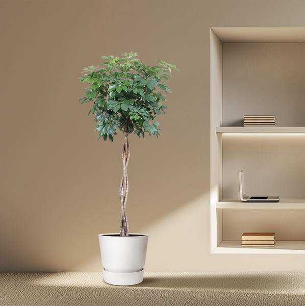 Strahlenaralie - Schefflera Arboricola Compacta - Zimmerpflanze - 190cm - ø40cm