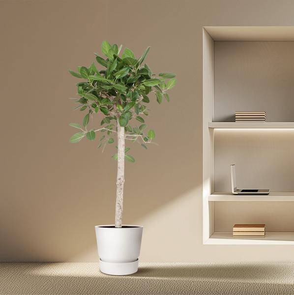 Banyan-Feige - Ficus Benghalensis - 190cm - ø40cm