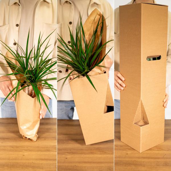 Glücksfeder - Zamioculcas - Zimmerpflanze - Ø12cm - ↕35cm