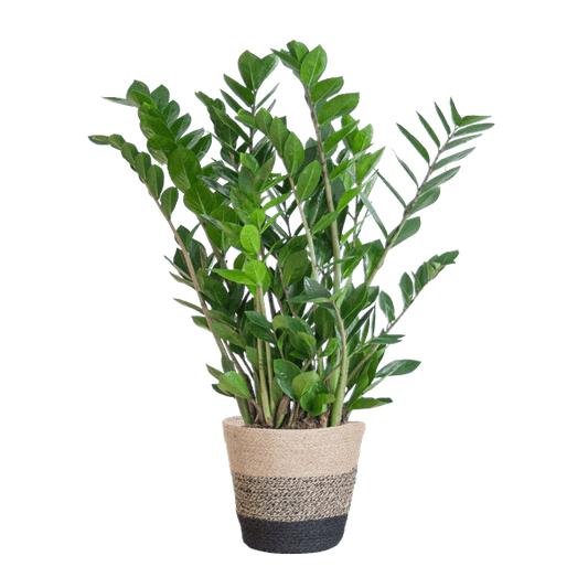 Zamioculcas Zamiifolia Glücksfeder – robuste Zimmerpflanze ↕80cm Ø21cm – pflegeleichte Smaragdpalme im nachhaltigen Viber Topf Schwarz