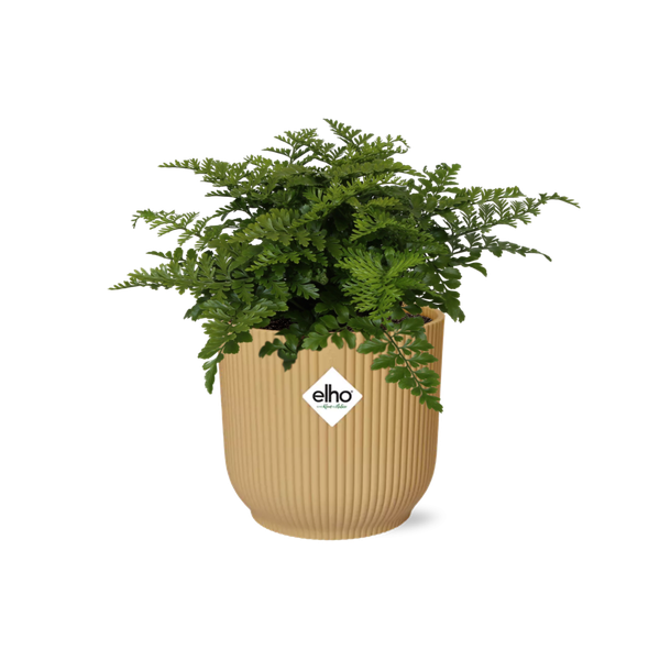 Nestfarn Asplenium Parvati – Zimmerpflanze inkl. Ziertopf Vibes Fold Gelb Ø14cm – Pflegeleichte luftreinigende Farnpflanze – Für Wohnzimmer, Schlafzimmer & Büro