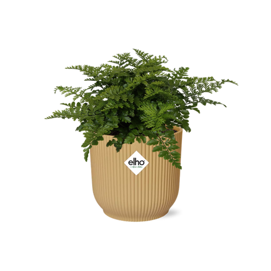 Nestfarn Asplenium Parvati – Zimmerpflanze inkl. Ziertopf Vibes Fold Gelb Ø14cm – Pflegeleichte luftreinigende Farnpflanze – Für Wohnzimmer, Schlafzimmer & Büro