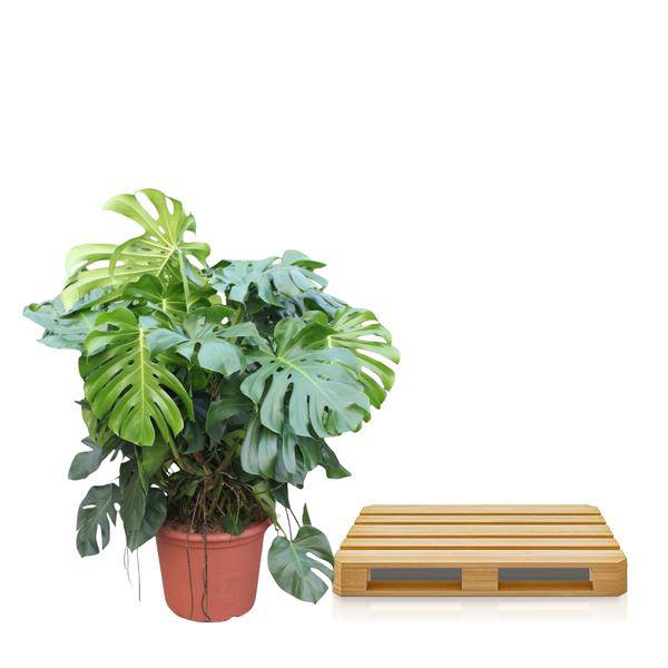 Fensterblatt - Monstera Deliciosa - Zimmerpflanze - 130cm - ø55cm