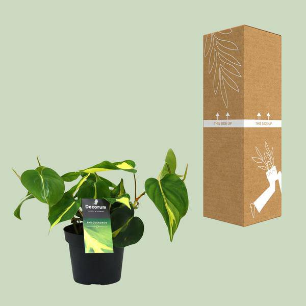 Baumfreund - Philondendron Brasil Scandens - Zimmerpflanze - Ø12cm - ↕20cm