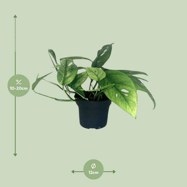 Efeutute - Epipremnum Cebu Blau - Zimmerpflanze - Ø12cm - ↕20cm