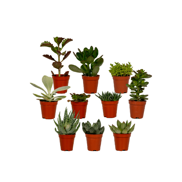 Sukkulenten Mix - 10 Stück - Ø5,5cm - ↕7cm