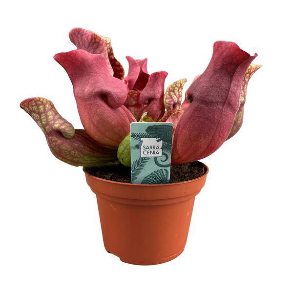 Fleischfressende Pflanze Sarracenia Maroon – Schlauchpflanze – Ø12cm – ↕23cm – Exotische Zimmerpflanze mit auffälligen Kannen – Pflegeleicht & luftreinigend – Für Innen & geschützte Außenbereiche
