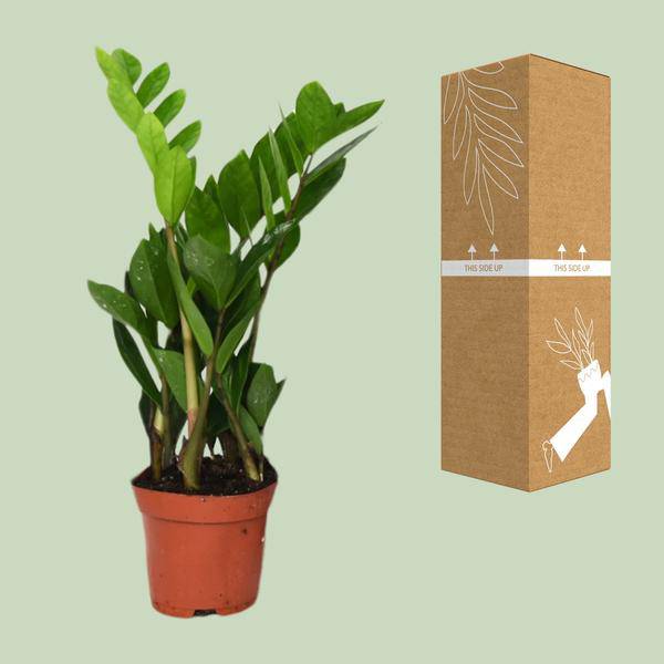Glücksfeder - Zamioculcas Zamiifolia - Zimmerpflanze - Ø12cm - ↕40cm