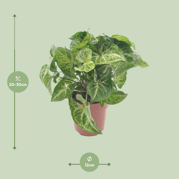 Purpurtute - Syngonium Pfeil - Zimmerpflanze - Ø12cm - ↕25cm