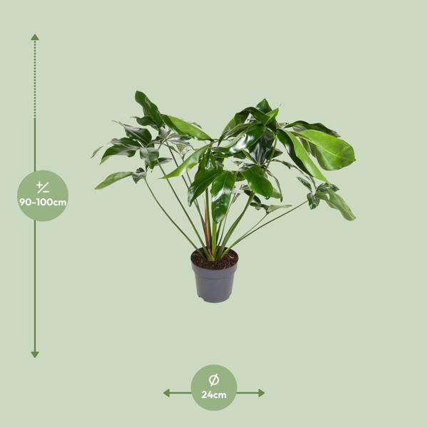 Baumfreund - Philodendron Green Wonder - Zimmerpflanze - Ø24cm - ↕100cm