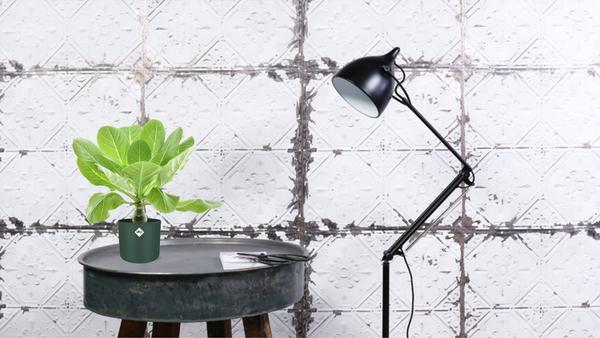 Vulkanpalme – Brighamia insignis 'Hawaii Palme' – Zimmerpflanze – Ø12cm – Höhe ca. 37cm – Exotische Rarität