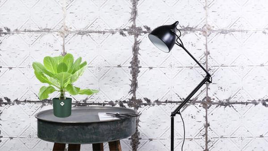 Vulkanpalme – Brighamia insignis 'Hawaii Palme' – Zimmerpflanze – Ø12cm – Höhe ca. 37cm – Exotische Rarität