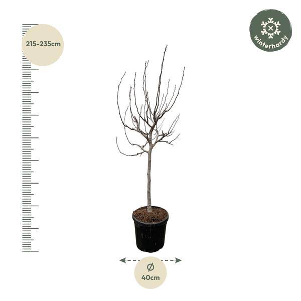 Echte Feige - Ficus Carica - 225 cm - ø40cm