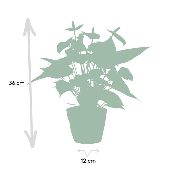 Flamingoblume - Anthurium andreanum Vanille - Zimmerpflanze + Korb Pure - 45cm - Ø12cm