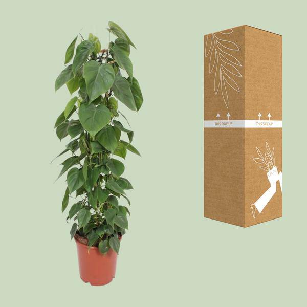 Baumfreund - Philodendron Scandens - Zimmerpflanze - Ø24cm - ↕120cm