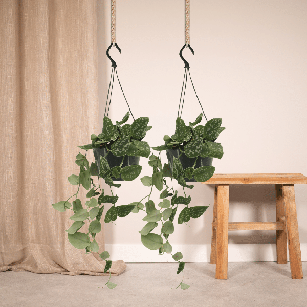 Efeutute - Scindapsus Pictus Epipremnum - Ø15cm - ↕20cm - 2 Stück