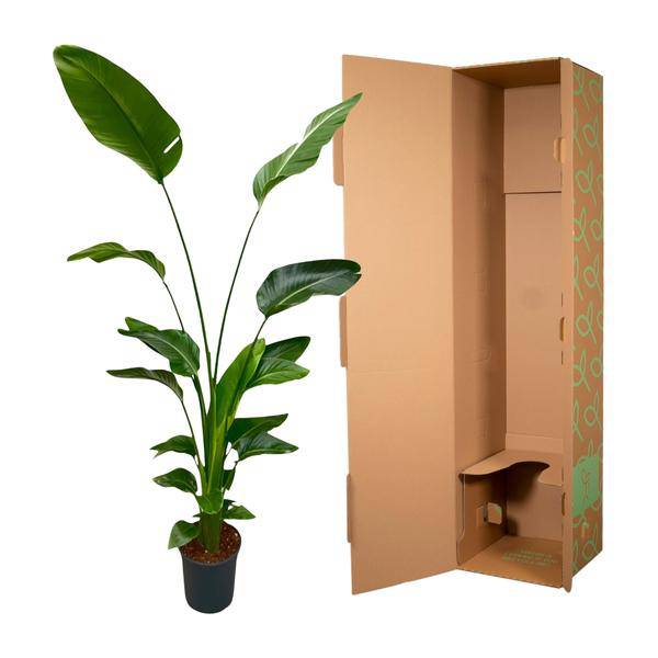 Baum-Strelitzie – Strelitzia Nicolai – Zimmerpflanze 175cm – Ø24cm – Weißer Paradiesvogel mit großen grünen Blättern – Exotische tropische Kübelpflanze für Innen & geschützte Außenbereiche