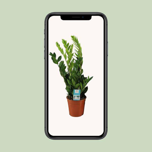 Glücksfeder - Zamioculcas Zamiifolia - Zimmerpflanze - Ø17cm - ↕65cm