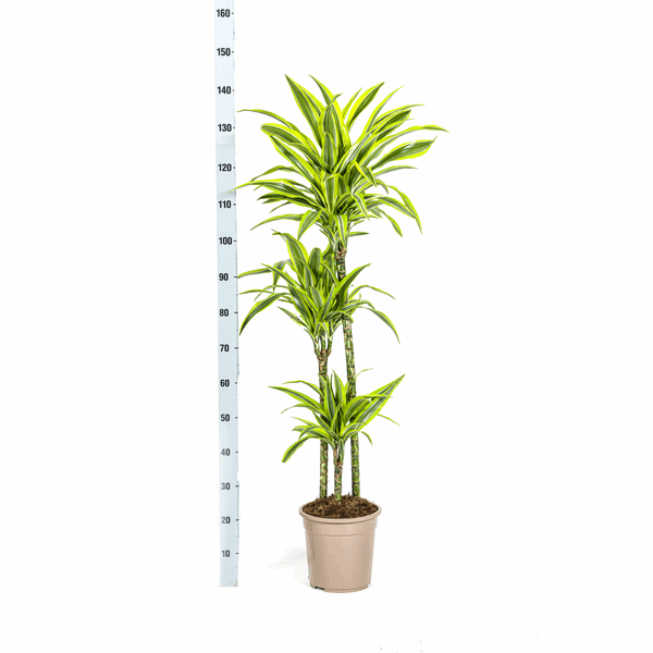 Dracaena Deremensis Zitronenlimette Ø24cm - ↕130 - 150cm