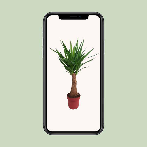 Palmlilie - Yucca - Maya-Baum - mehrstielig - Zimmerpflanze - Ø21cm - ↕100cm