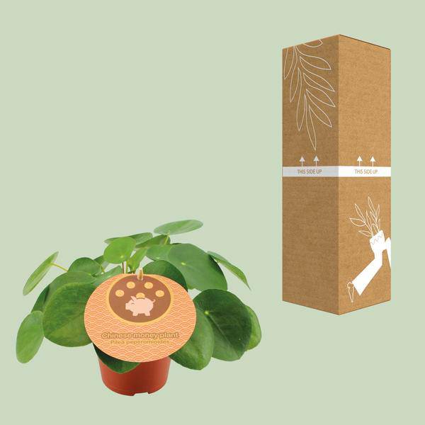 Chinesischer Geldbaum - Pilea Peperomioides - Zimmerpflanze - Ø12cm - ↕20cm