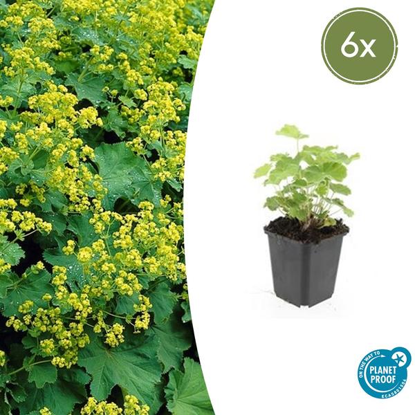 Weicher Frauenmantel Alchemilla mollis – ↕10-25cm – Ø9cm – 6 Pflanzen – Bodendecker & Staude für Beete, schattige Plätze & Garten