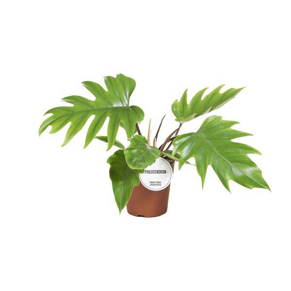 Baumfreund - Philodendron Mayoi - Zimmerpflanze - Ø15cm - ↕35cm