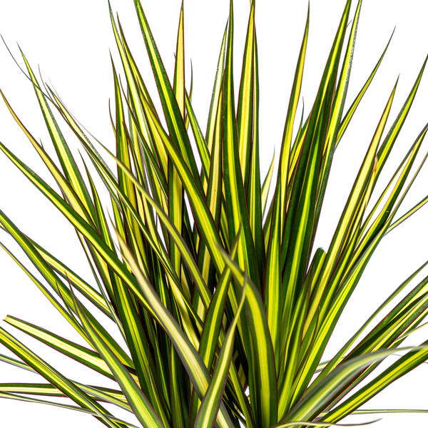 Dracaena Marginata Sunray – Drachenbaum – Zimmerpflanze – Ø17 cm – ↕60-80 cm – Grüne & gelbe Blätter, pflegeleicht